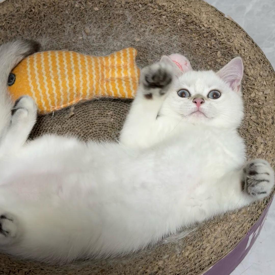 小悠米和比目鱼🐱