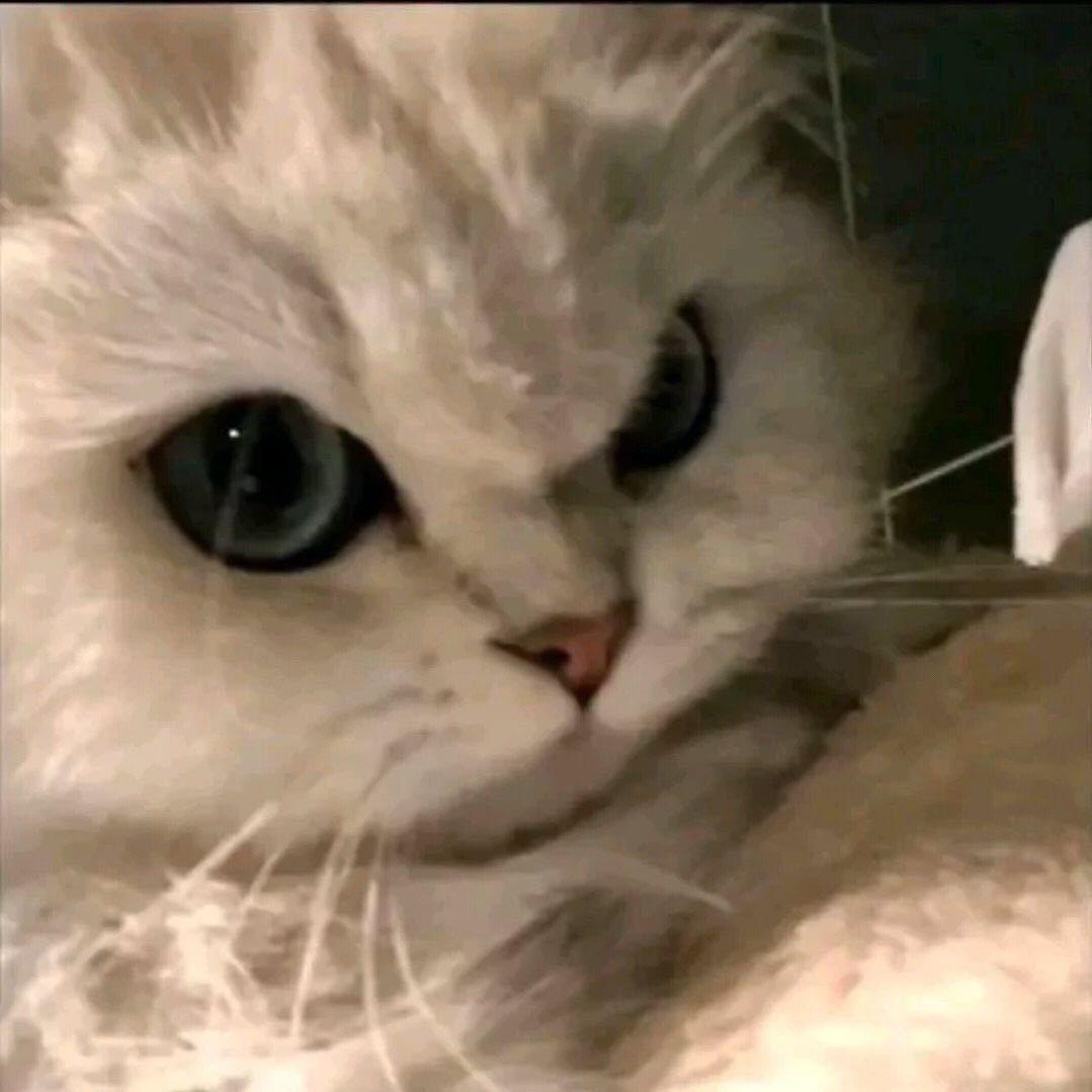 lele.