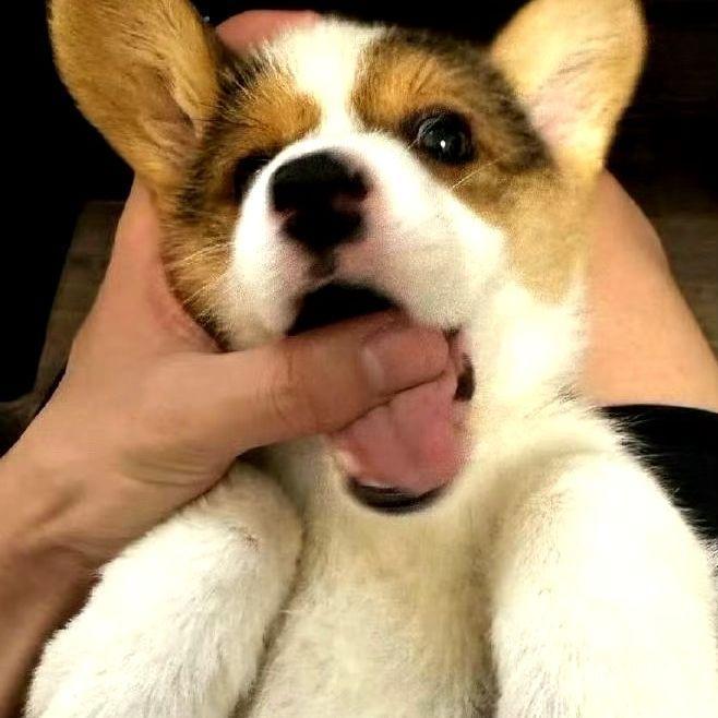小黑子