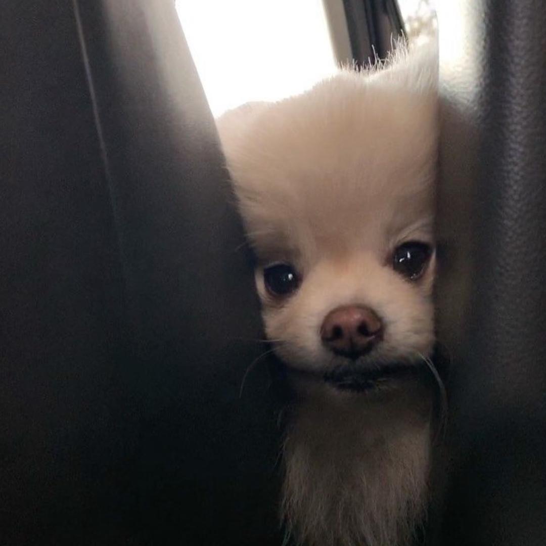 陈梓霓