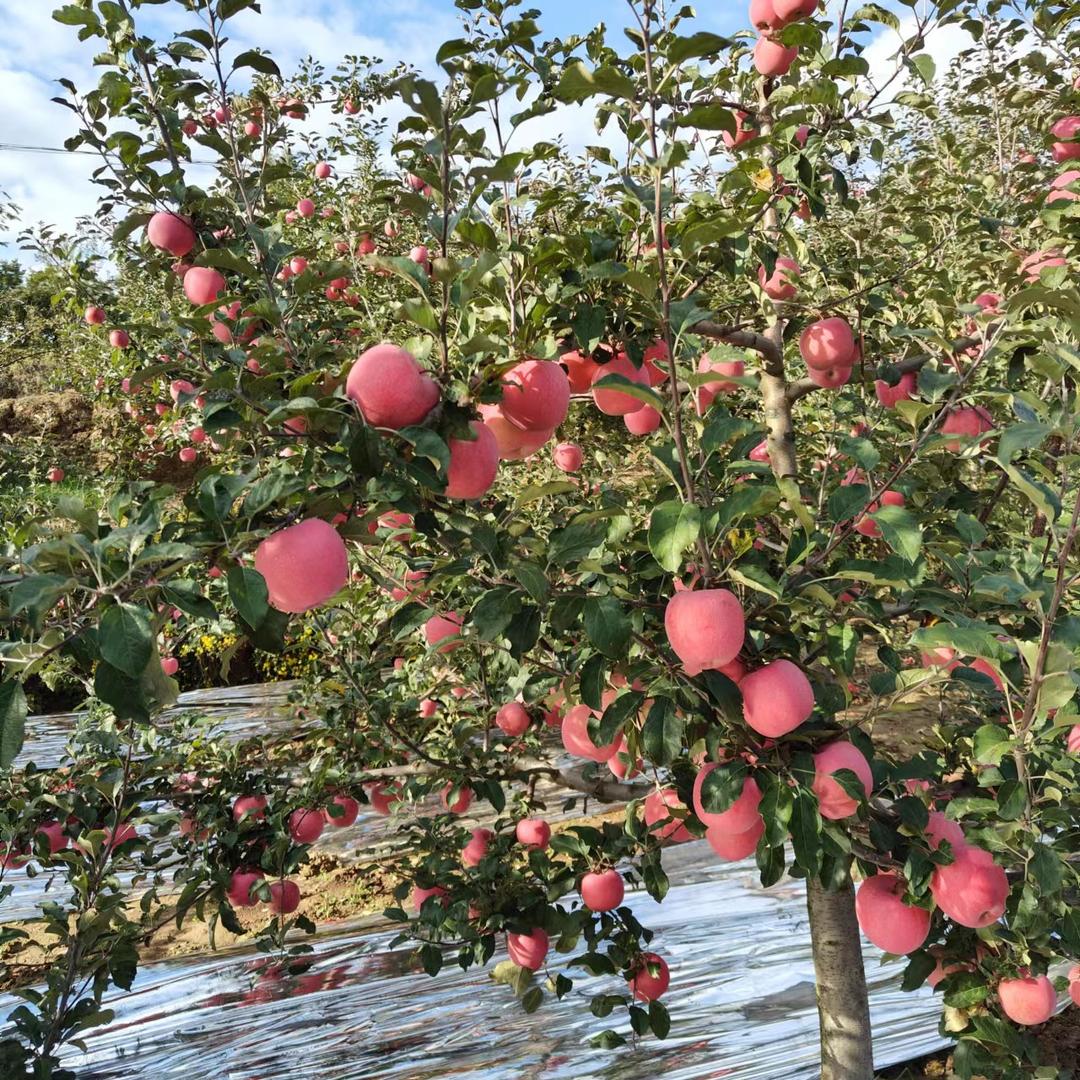 林燊农产品生鲜供应链