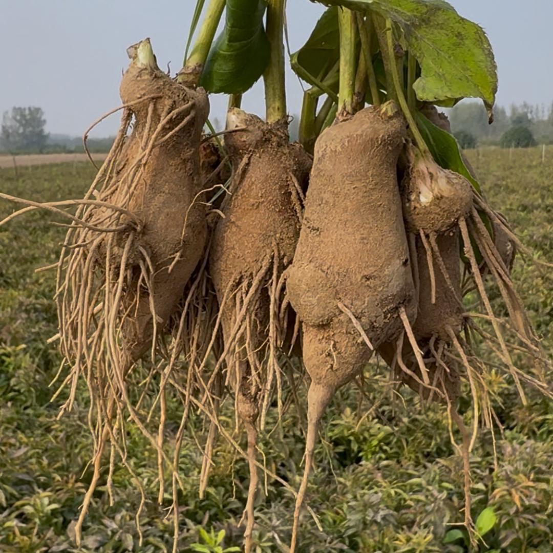 郸城白术大货对接（小贝总）