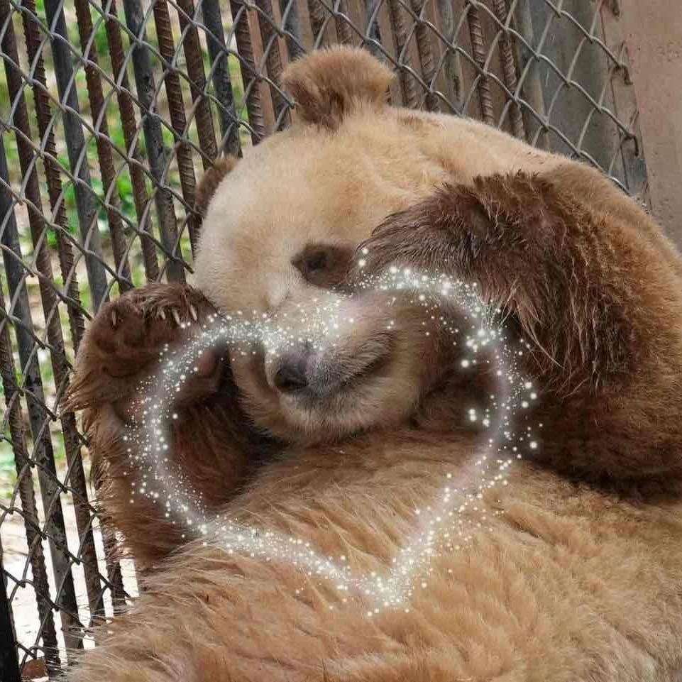 赖皮小狗