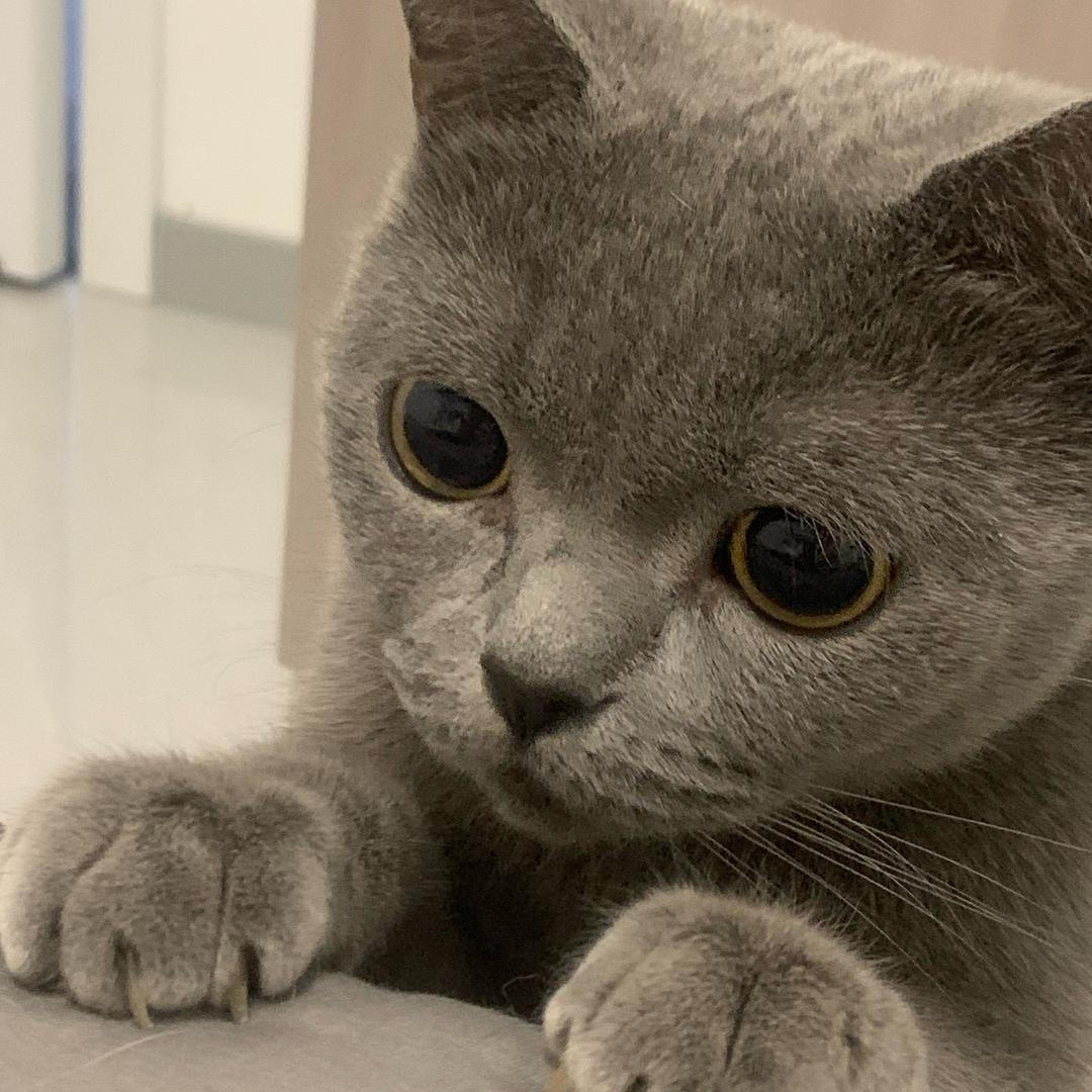 十九是只猫