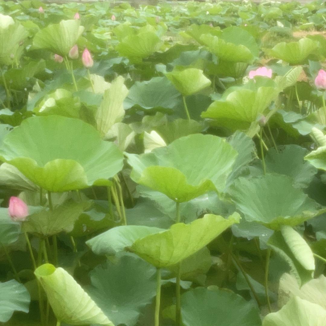 花花吖