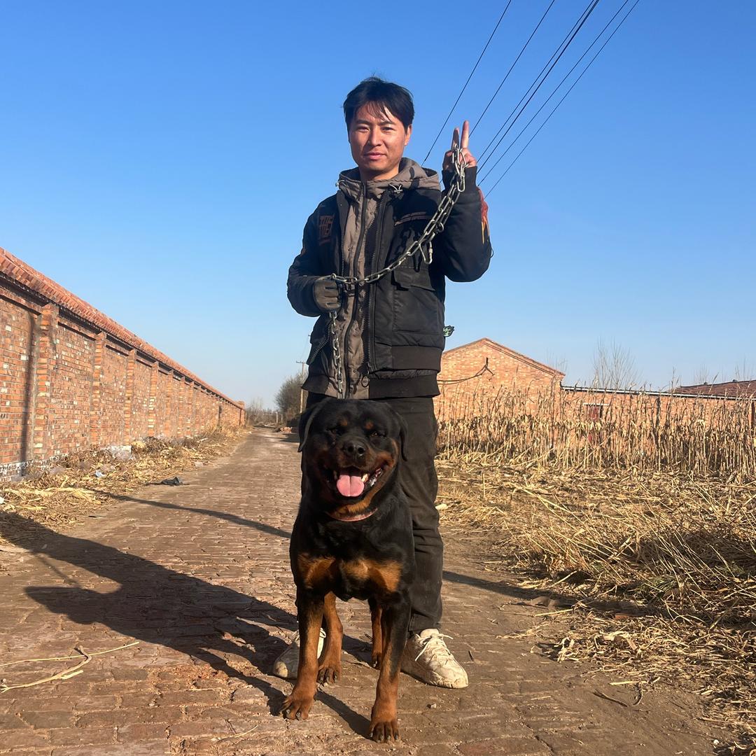 泡泡🫧土松边牧