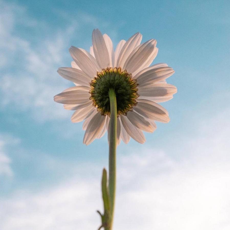 ᥫᩣ.