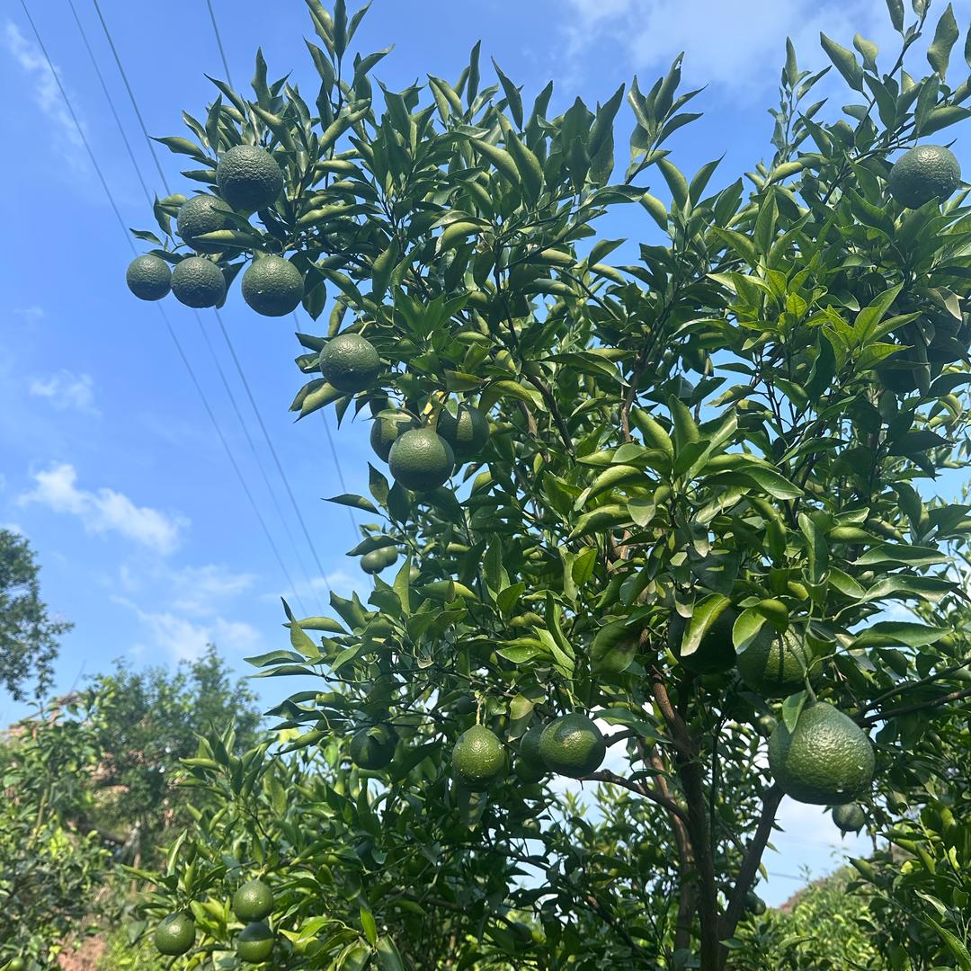 眉山汤普森 11