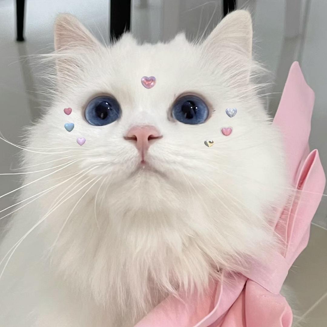 猫猫不晚睡🐈