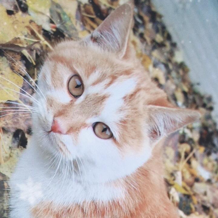 爱打呼噜的黄丫