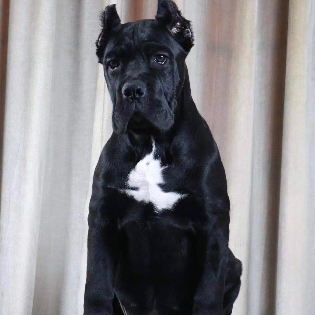 养98只卡斯罗犬