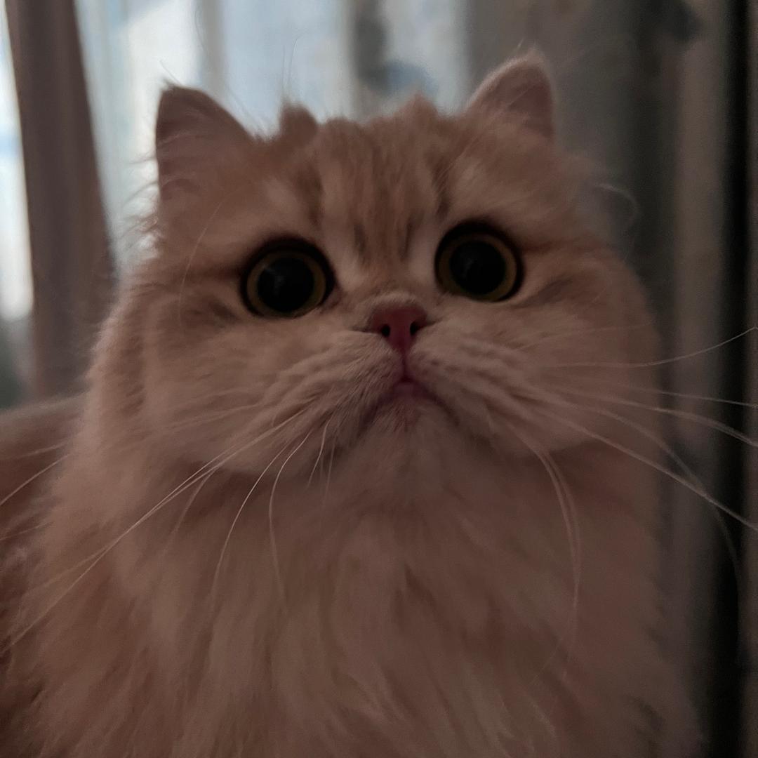 桃桃