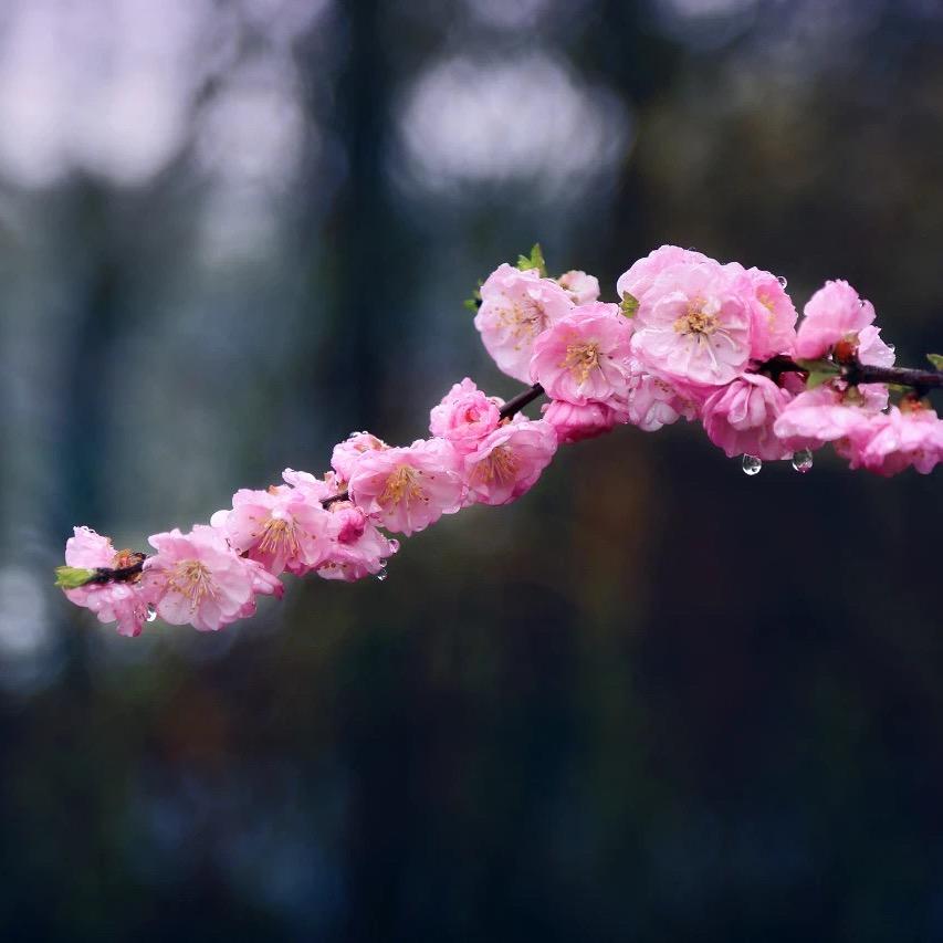 木子