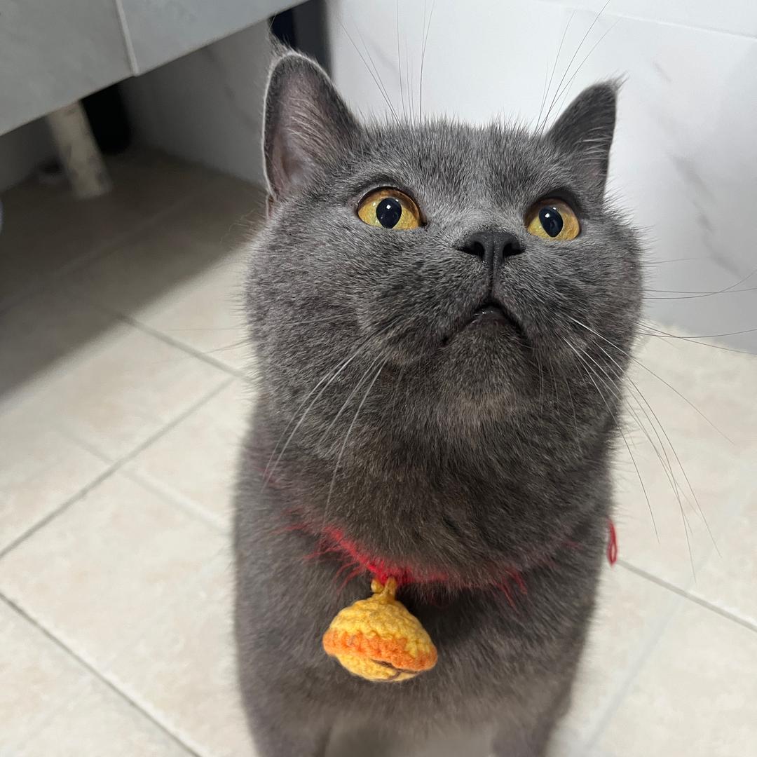 柴油奶盖🐱