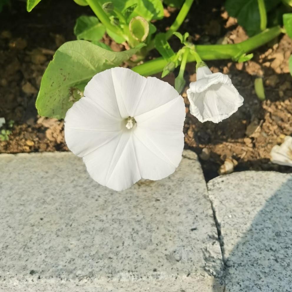 黛往百货