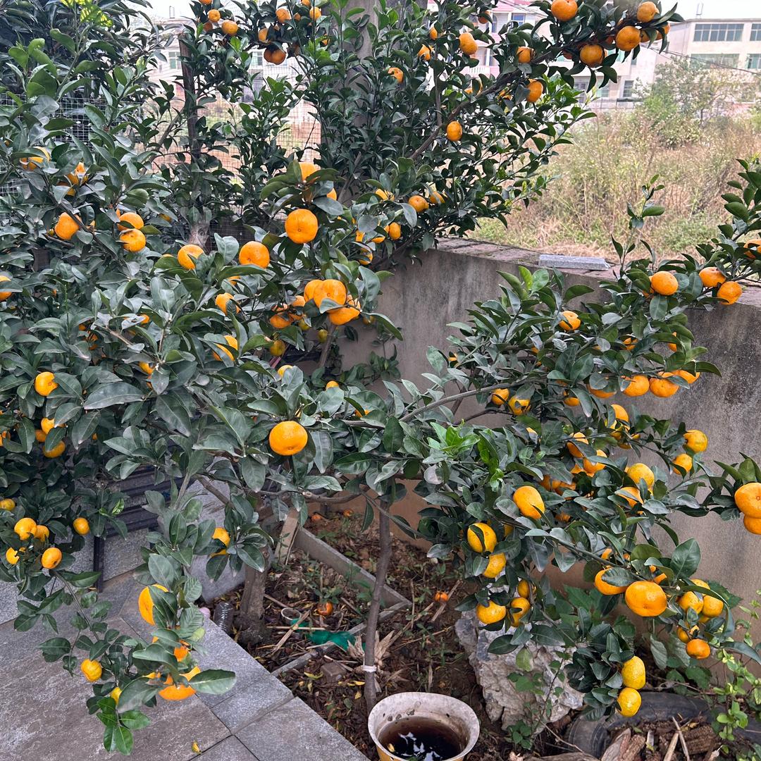 💔💔心锁❤️‍🩹❤️‍🩹