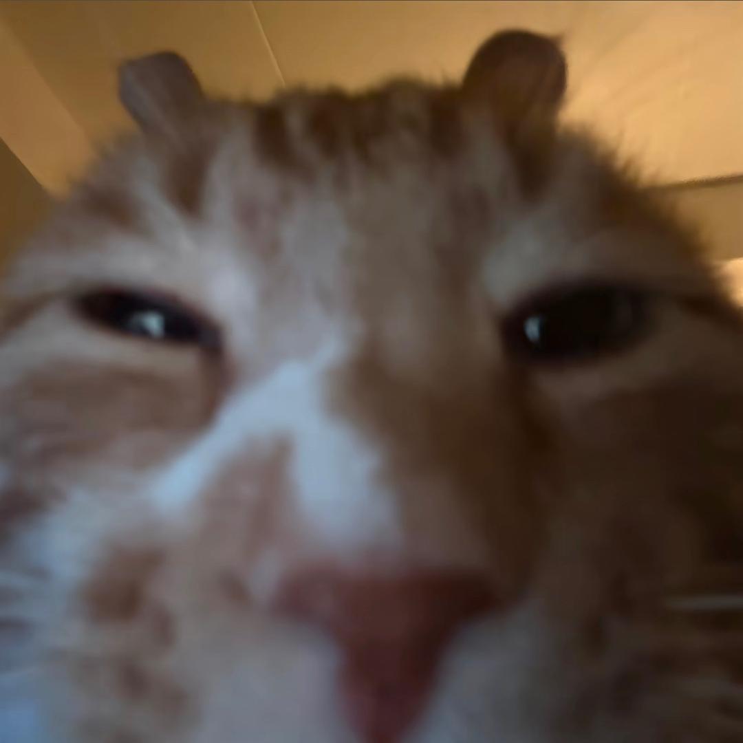 imDnodong