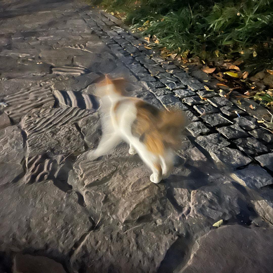 猫猫头超可爱