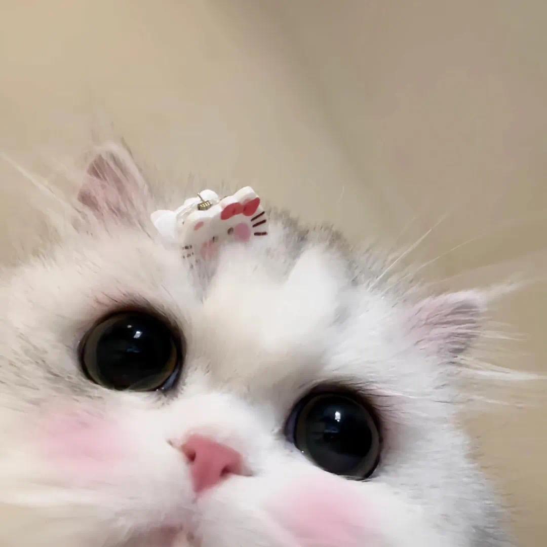 嘻嘻