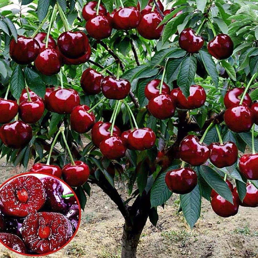 浩贵果树苗木专营店