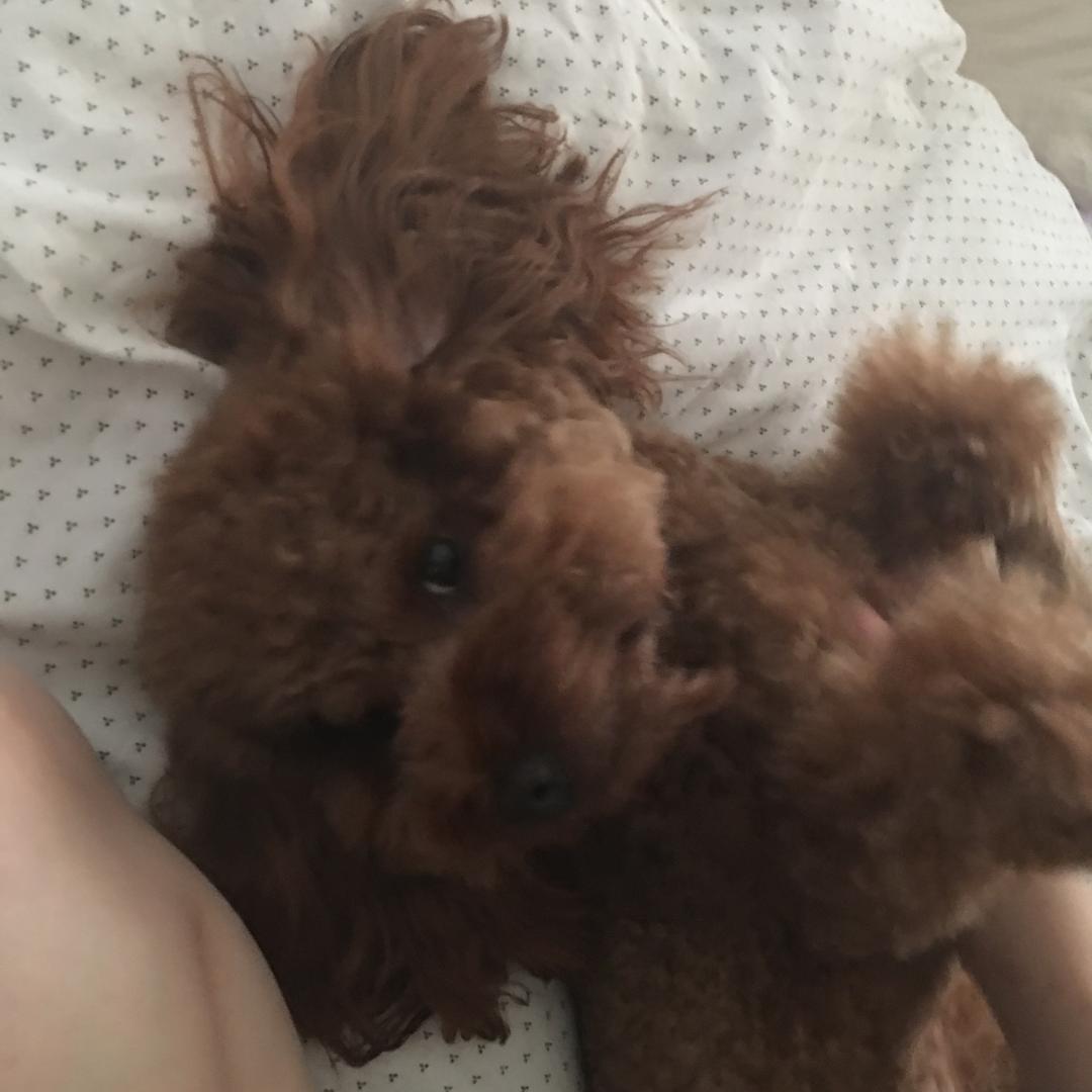 陈酒糖