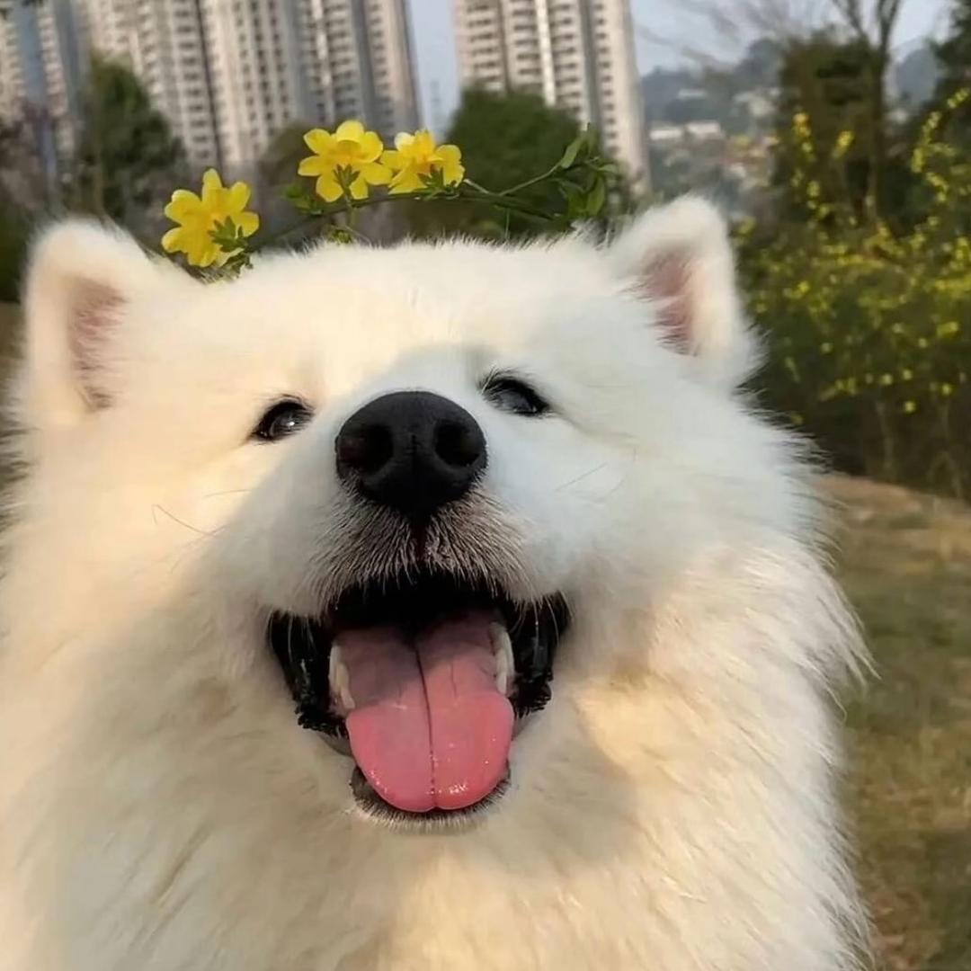 小胖妹.