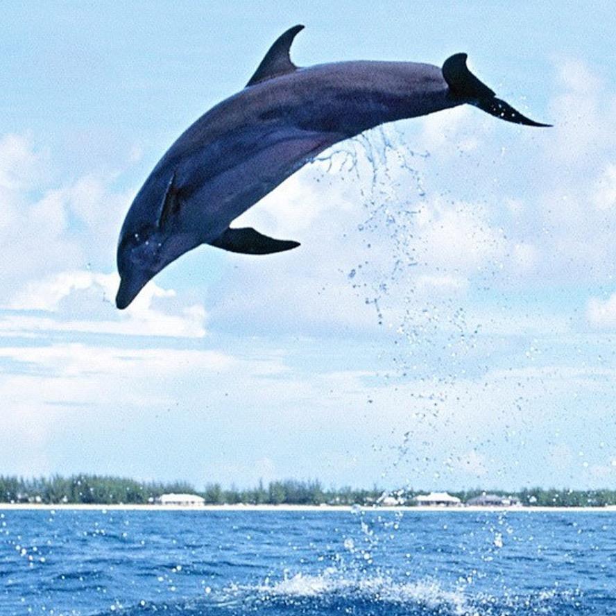 小海豚🐬
