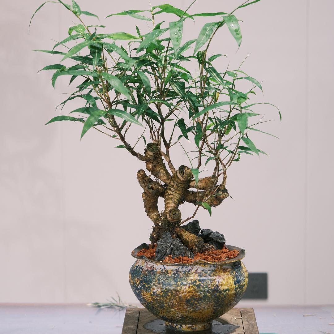 竹雅居盆景园