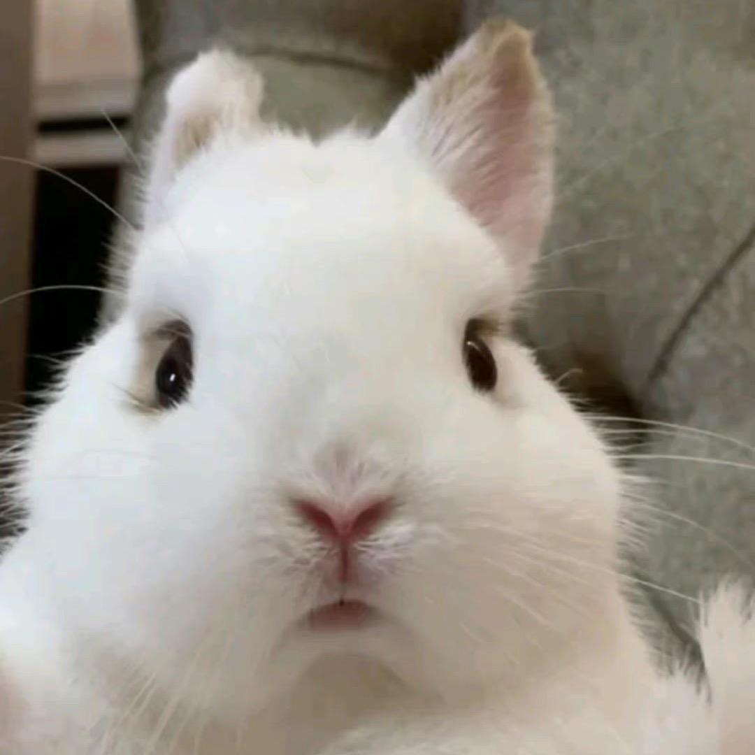 兔兔摸摸