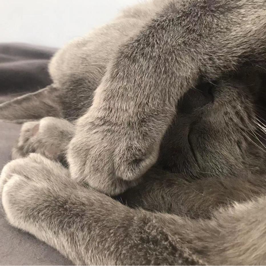 泡芙🐈‍⬛乖乖长大