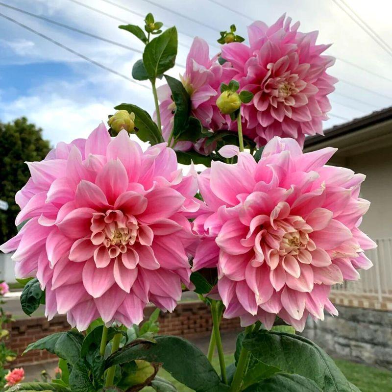 花花基地