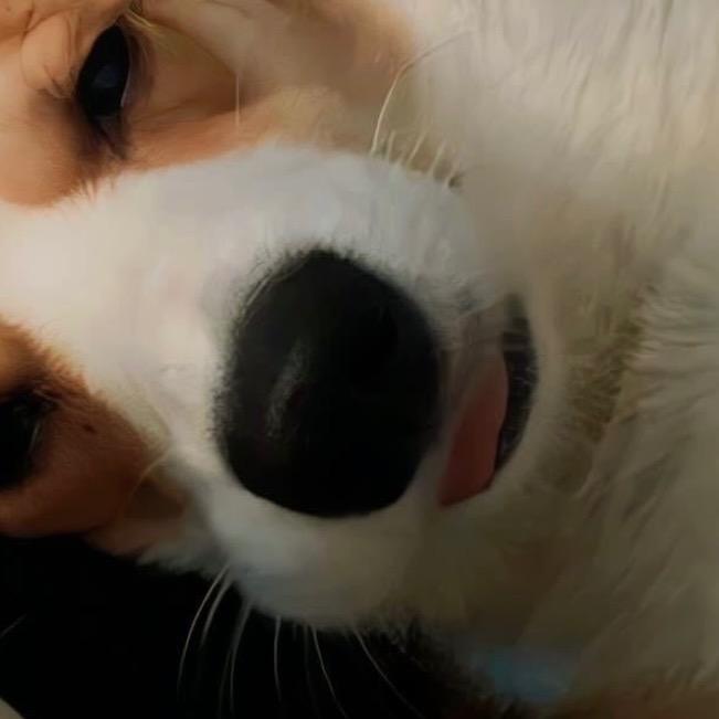 王王仙贝的保镖