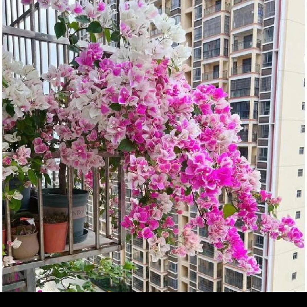 好未来三角梅基地