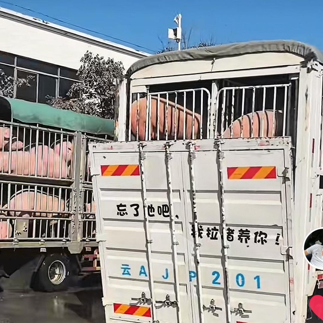 阿致👨🏼‍💻生猪收购🐷