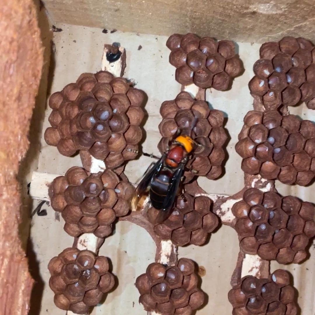 蜂摆渡~版纳大黑蜂养殖