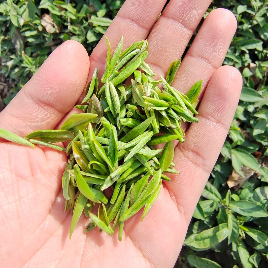 信阳市春三月茶叶(一手货源 原产地发货)