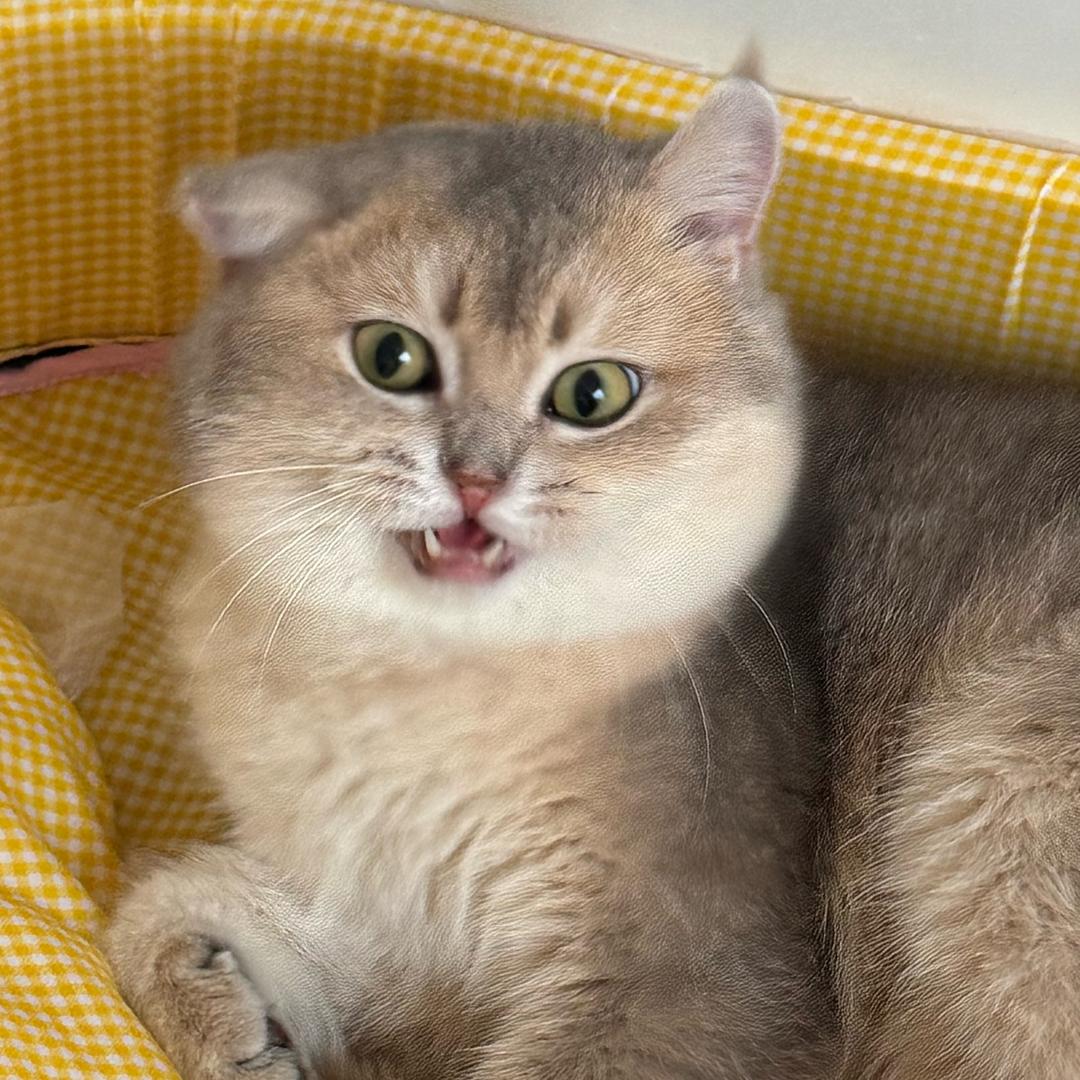 福喜不嘻嘻