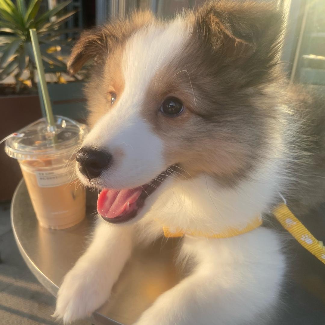 咖啡搭子小六一