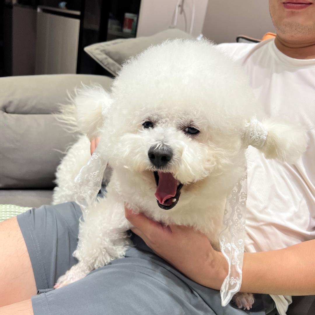 一只小熊多米🐶