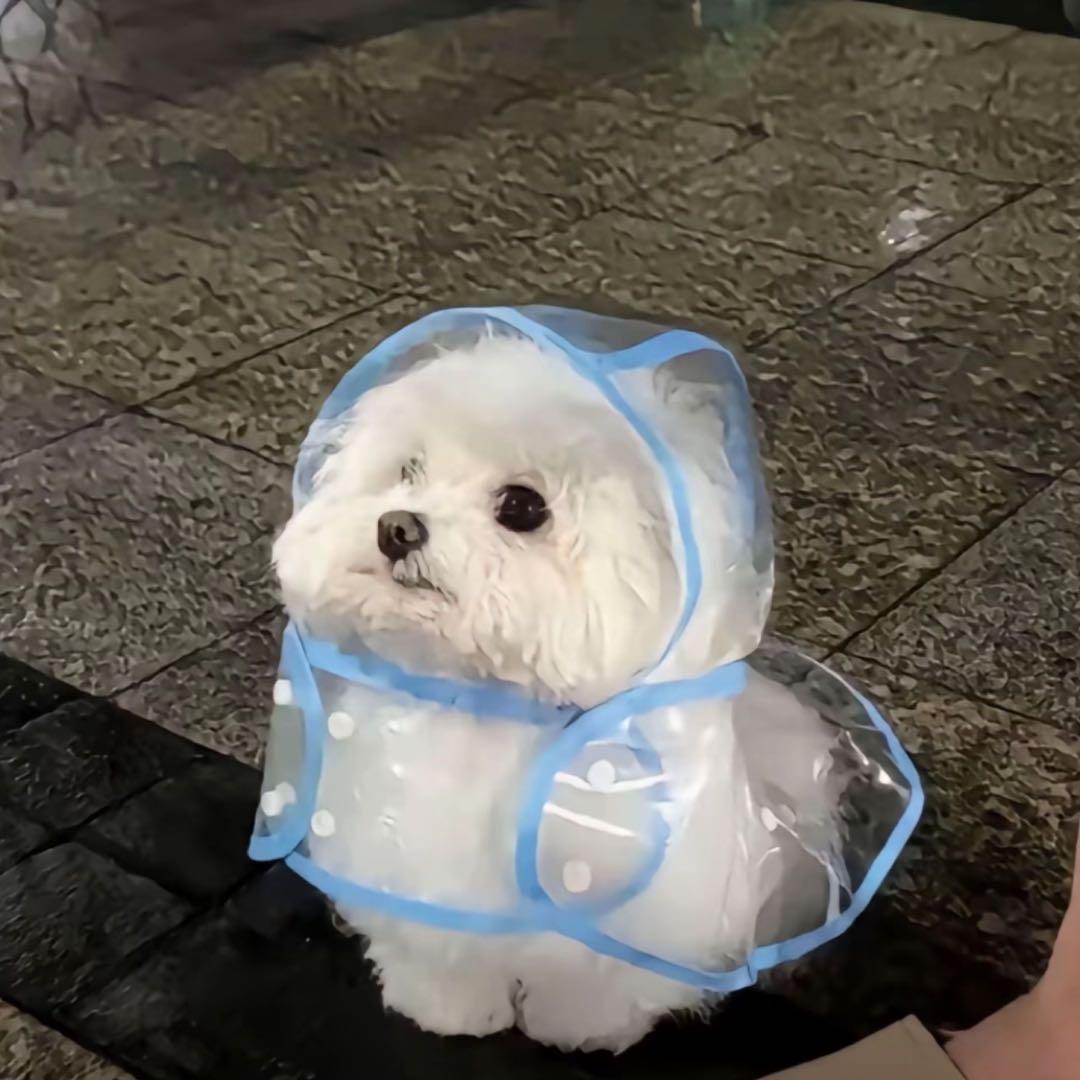 圆圆圈圈圆圆的大西瓜