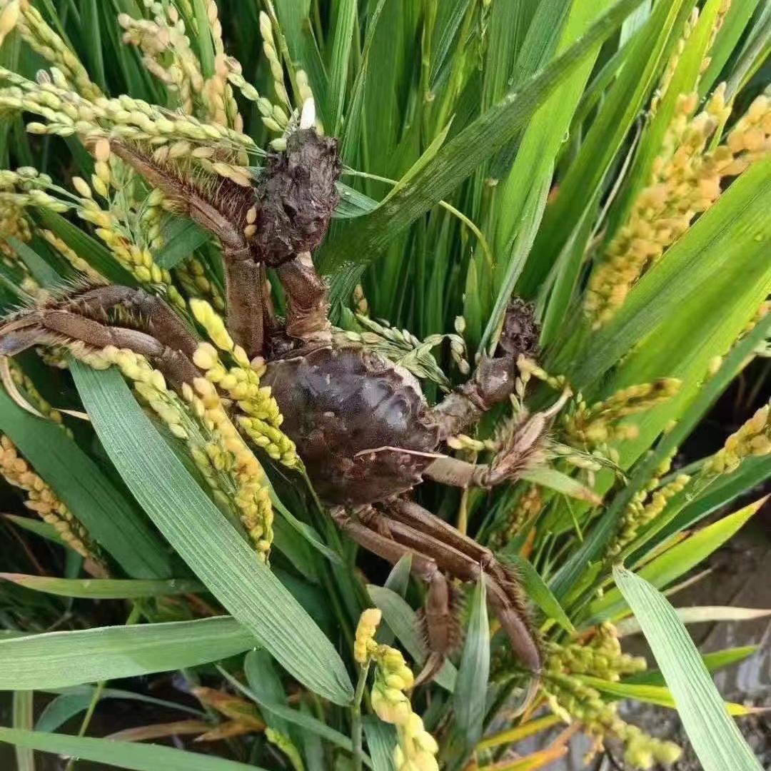 小林生鲜坊