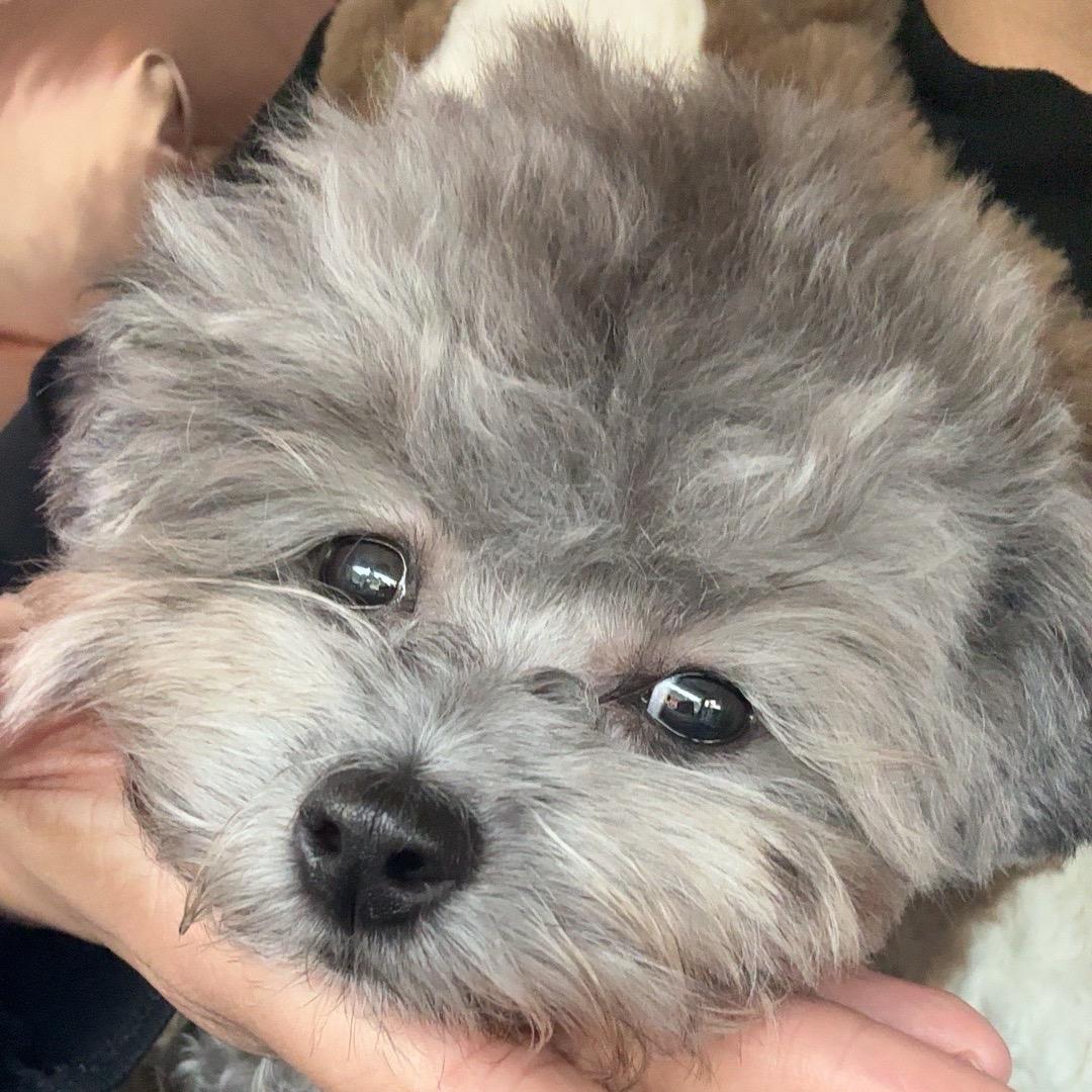 不听话的可乐🐶