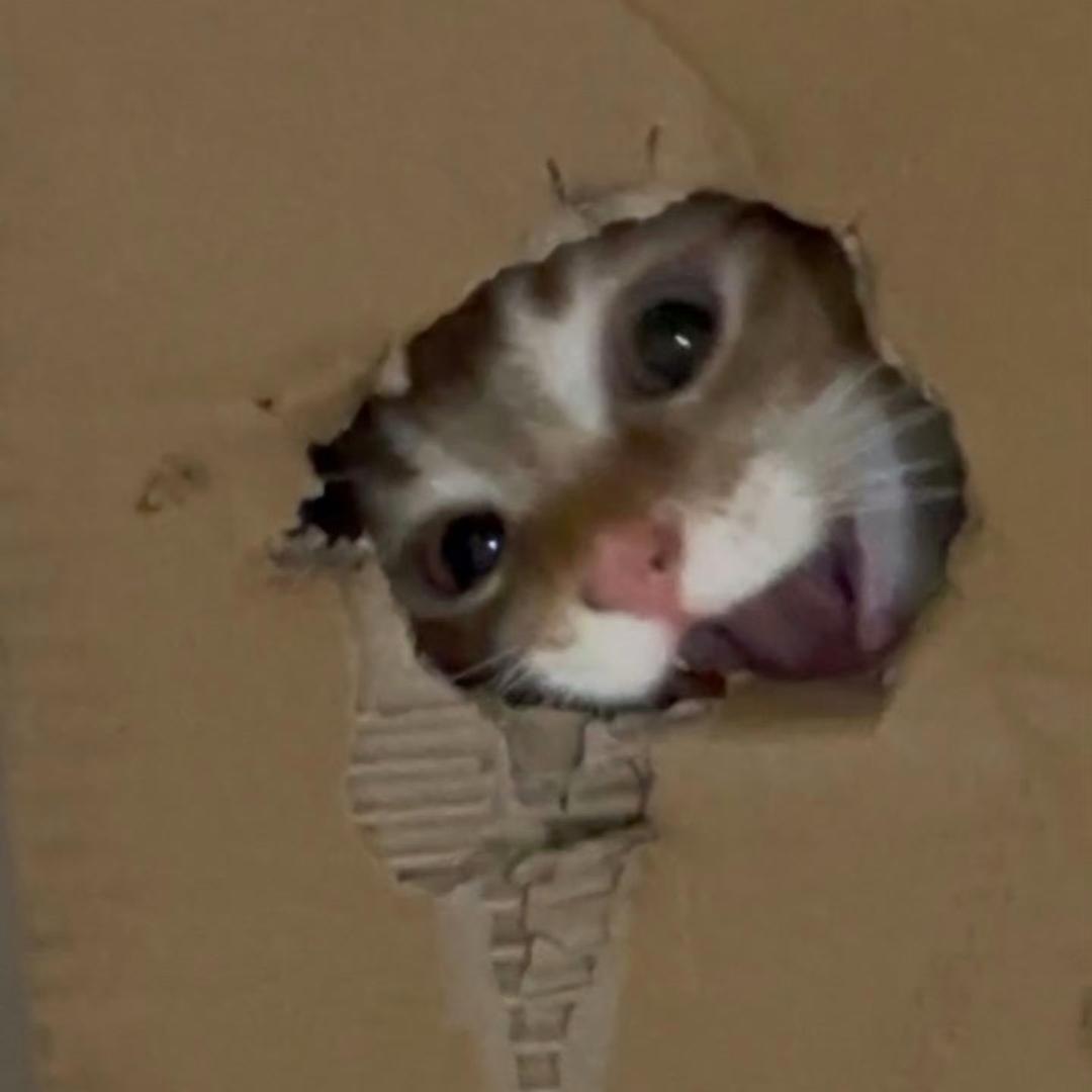 投进这球就回家