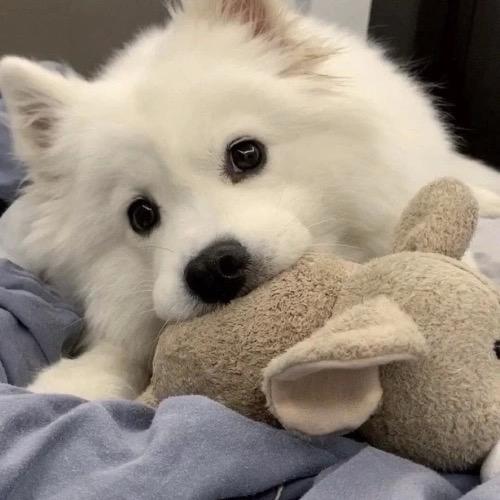 koera