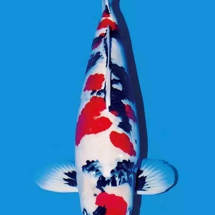 锦顺锦鲤小分队