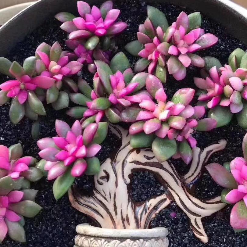 花木小林