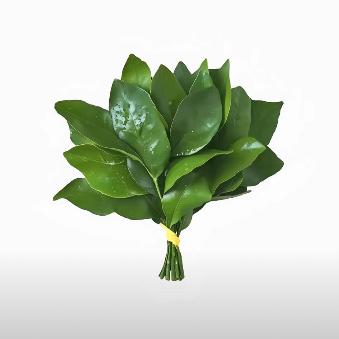 菜叶子🍃