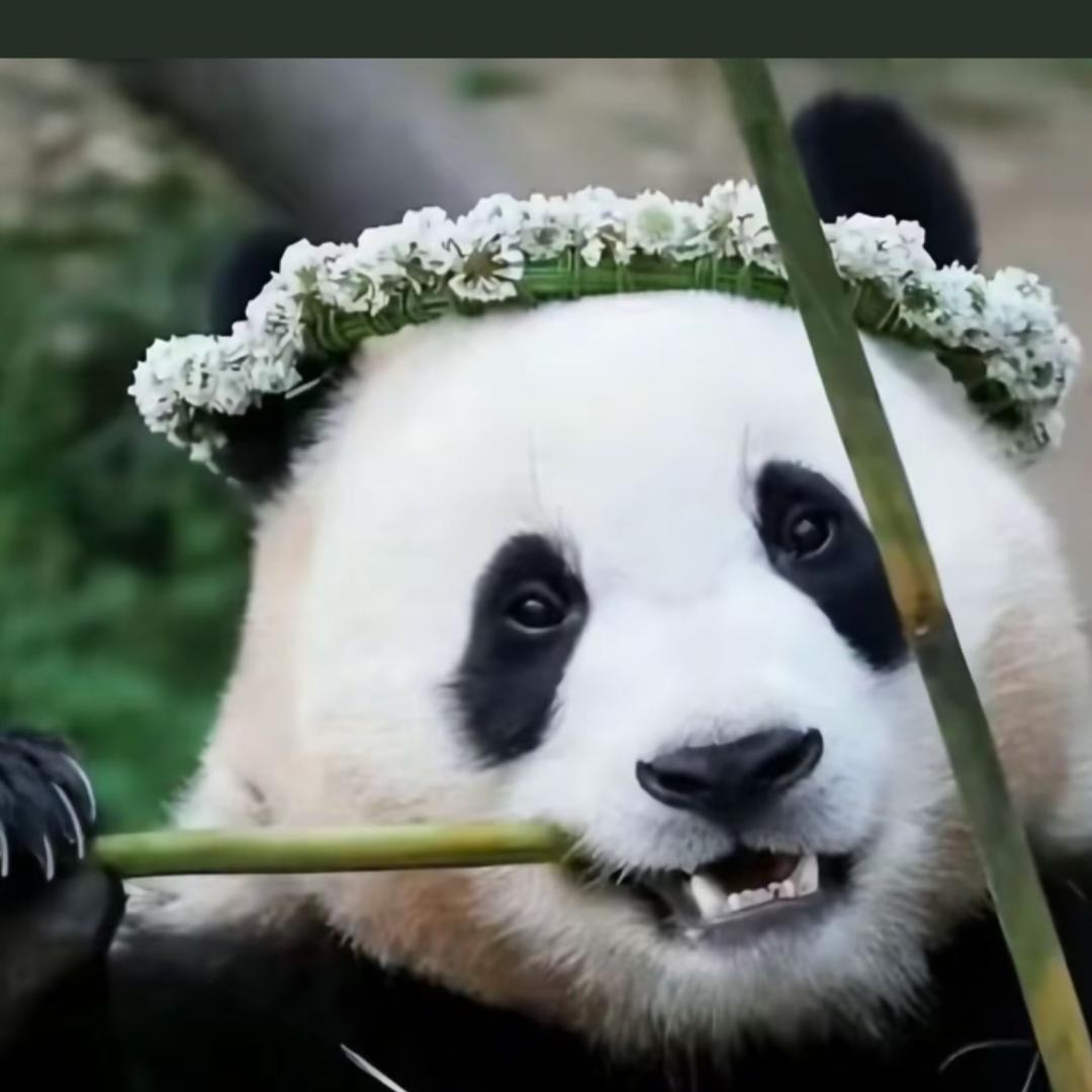陈蓓