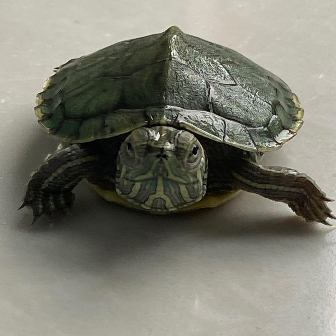 卡皮巴拉的儿子