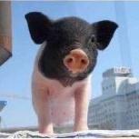 假装意见领袖@抖音